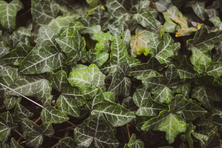 wall of ivy, texture, background, hedera helixの写真素材