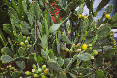 Prickly pear cactus close up with cactus spines.の写真素材