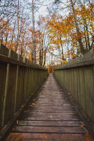 Pathway through the autumn forest in the South of Germanyの写真素材