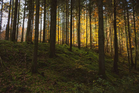 Pathway through the autumn forest in the South of Germanyの写真素材