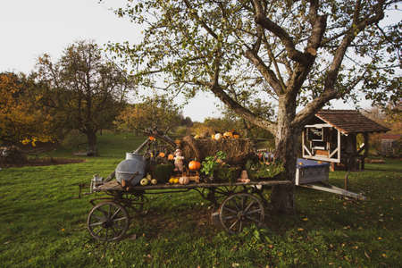 Still life on a meadow with pumpkins in autumnの写真素材
