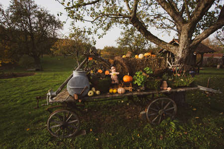Still life on a meadow with pumpkins in autumnの写真素材