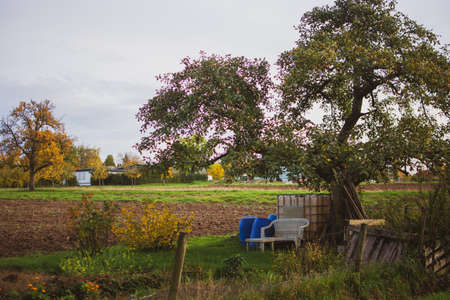 white bench under a tree in Freudental, South of Germanyの写真素材
