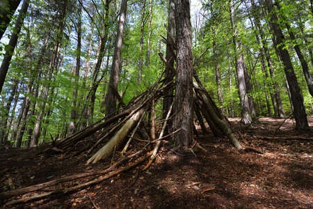 Sun beams in a mystical forest in southern Germanyの写真素材