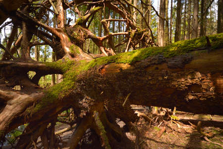 Uprooted tree in a forest in South Germany with sun shiningの写真素材