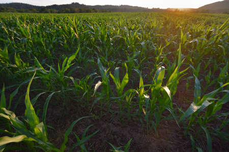 Corn field. The lines in nature. Evening landscape with sunlightの写真素材