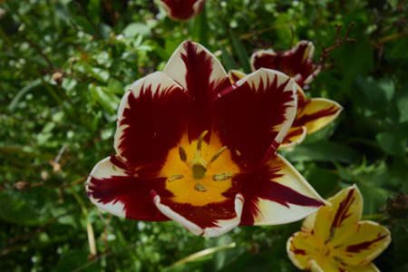 Beautiful Tulips in several colours in the gardenの写真素材