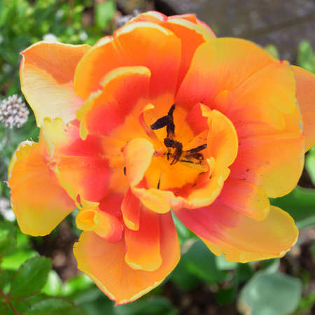 Beautiful Tulips in several colours in the gardenの写真素材