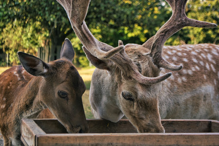 Deer, Cervus elaphus, stag with antlers growing facing camera in summer nature. Alert herbivores....