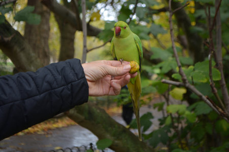 Tourists feeding a wild parakeet in St James Park, London