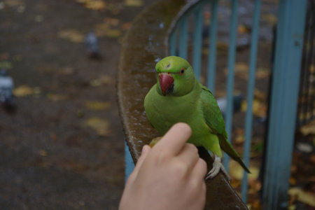 Tourists feeding a wild parakeet in St James Park, Londonの写真素材