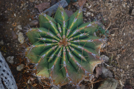 Ferocactus Pottsi in Kew Gardens, Kew, London, UK