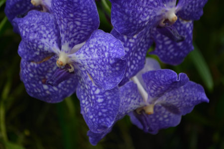 Blue Orchid at Kew Gardens, London in a conservatoryの写真素材