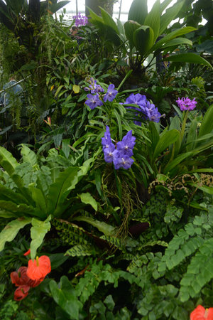Blue Orchid at Kew Gardens, London in a conservatoryの写真素材