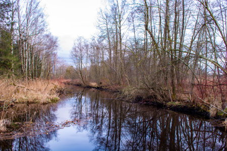 Swamp, marsh at Bad Wurzach, Wurzacher Ried in Germany is one of the rare swamp or marsh landscapes...