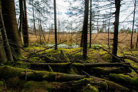 Bad Wurzach, Germany - April 2023: forest with marsh and fallen trees near Riedsee Lake in Bad...