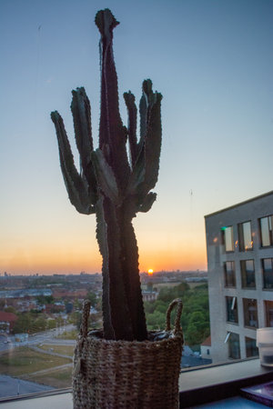 Single cactus in a sky bar overlooking a part of cityの写真素材