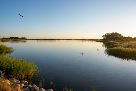 Evening mood with swans at Ishoj, south of Copenhagen, Denmarkの写真素材