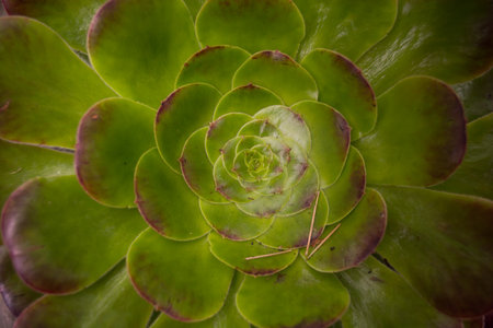 Close-up top view macro exotic succulents leaves abstract soft blue green dark background.Flat lay nature botanical wallpaper desktop,desert ornamental indoor plant backdrop, website cover design.の写真素材