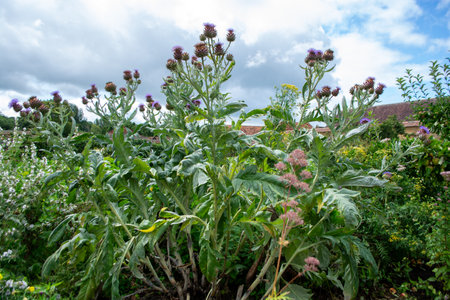 ILMINSTER, SOMERSET, ENGLAND-AUGUST 10 2023: Sunny summer weather drew tourists and visitors to enjoy the beautiful Tudor manor house and gardens at Barrington Courtの写真素材