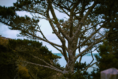 View from St Michael's Mount, Marazion, Penzance, Cornwall, Englandの写真素材