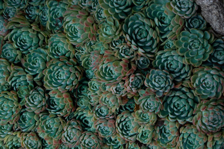 Close up of a teal cactus. Teal cactus leaves. Tidewater green background. Cactus plant pattern wallpaper. Succulent plant patterns. Details of a succulent leaves. Succulent bloom.の写真素材
