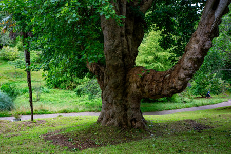 Glendurgon Garden, Garden of the National Trust in Cornwall, UKの写真素材