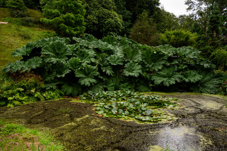 Glendurgon Garden, Garden of the National Trust in Cornwall, UKの写真素材