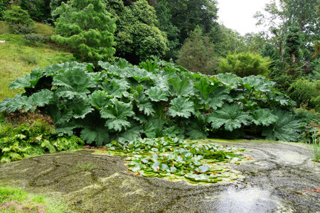 Glendurgon Garden, Garden of the National Trust in Cornwall, UKの写真素材