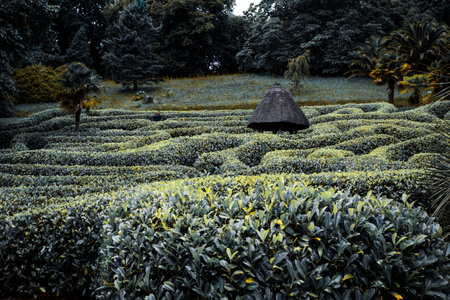Maze in Glendurgon Garden, Garden of the National Trust in Cornwall, UKの写真素材