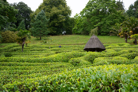 Maze in Glendurgon Garden, Garden of the National Trust in Cornwall, UKの写真素材