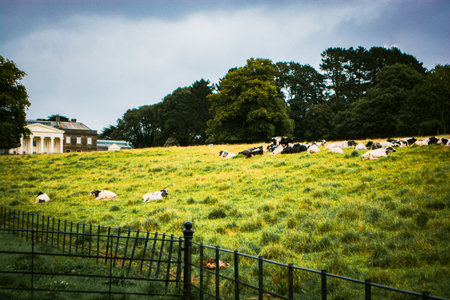 Cows at Trelissick Garden of the National Trust, Cornwall England UKの写真素材