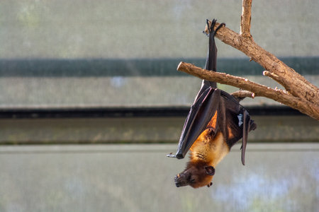 Sleeping bat on a tree. Brown short-eared bat in zoo in Southern Germany, Stuttgart