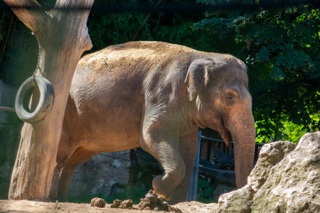 Elephant in the Wilhelma Zoo in Stuttgart, Baden-Wuerttembergの写真素材