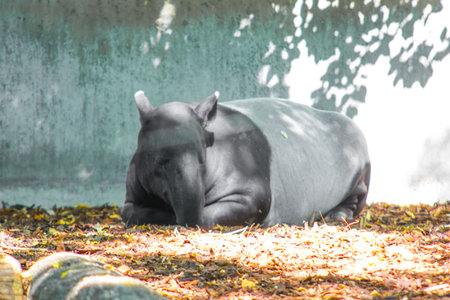 Malayan tapir sleeping in the shade of a tree, Tapirus indicus, Stuttgart, Wilhelma, Southern Germanyの写真素材