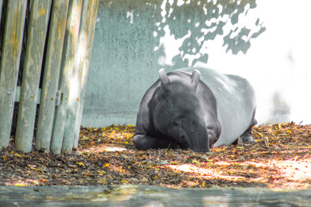 Malayan tapir sleeping in the shade of a tree, Tapirus indicus, Stuttgart, Wilhelma, Southern Germanyの写真素材