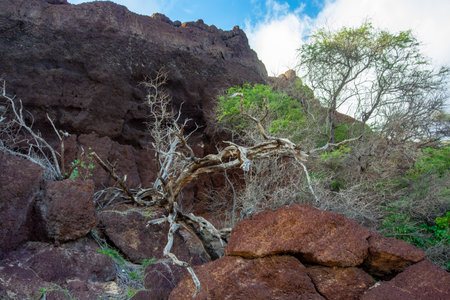 View a tree at Makena state park on Maui, Hawaii in Summer 2024の写真素材