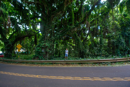 Trees in Ko'olau Forest Reserve in Maui, Hawaii on a wet and foggy.の写真素材