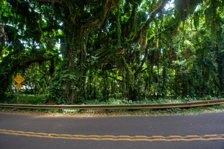 Trees in Ko'olau Forest Reserve in Maui, Hawaii on a wet and foggy.の写真素材