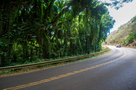 Trees in Ko'olau Forest Reserve in Maui, Hawaii on a wet and foggy.の写真素材