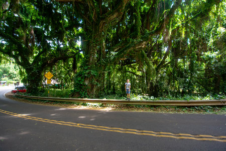 Trees in Ko'olau Forest Reserve in Maui, Hawaii on a wet and foggy.の写真素材