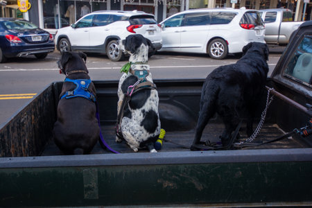 Makawao, Maui - a village full of galleries and known for its cowboys - dogs on a pickup