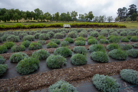 Ali'i Kula Lavender Farm in Maui, Hawaiiの写真素材