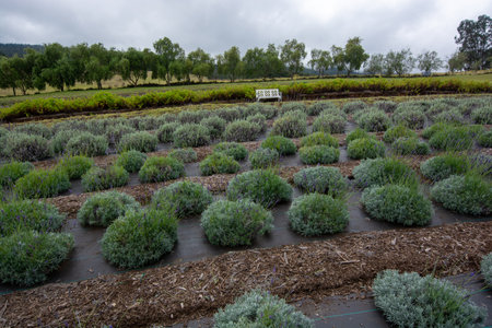 Ali'i Kula Lavender Farm in Maui, Hawaiiの写真素材