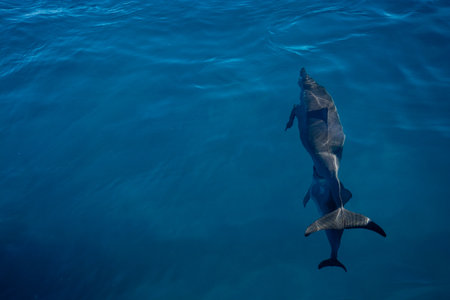 Hawaiian dolphins on Napali Coast, Kauai, Hawaiiの写真素材