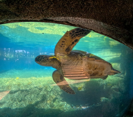 Green sea turtle swimming peacefully in an aquarium.