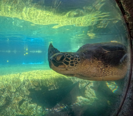 Green sea turtle swimming peacefully in Maui Ocean Center, Hawaii, USA.の写真素材