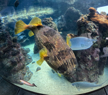 Maui Ocean Center, submarine life, fishes in the aquariumの写真素材