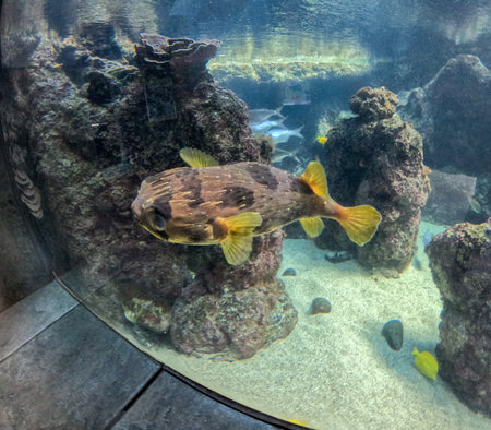 Maui Ocean Center, submarine life, fishes in the aquariumの写真素材