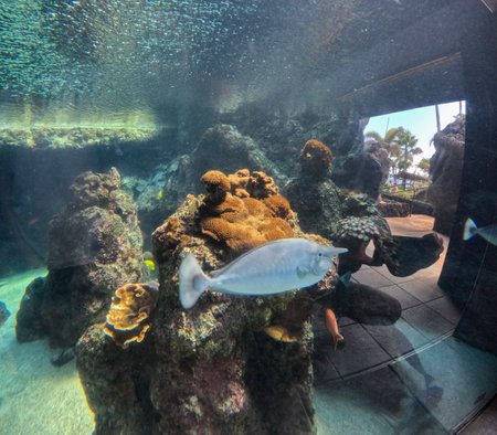Maui Ocean Center, submarine life, fishes in the aquariumの写真素材